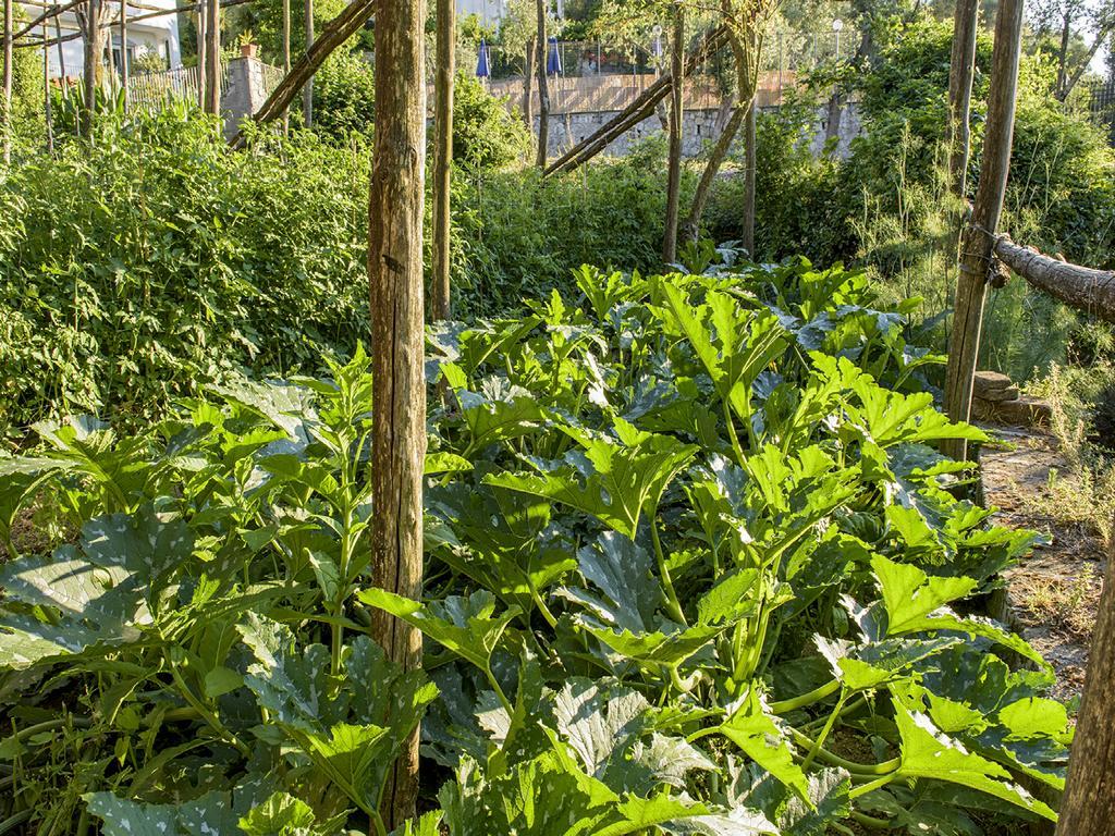 Villa Carolina Sorrento Private Heated Pool And Sea View Εξωτερικό φωτογραφία